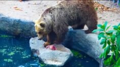 [ID: 2uCSx6ENZ4s] Youtube Automatic