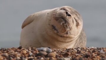 [ID: AYCecu-xmKc] Youtube Automatic