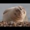 This Seal Can’t Stop Sneezing