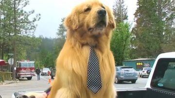 [ID: _iHORapJisA] Youtube Automatic