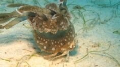 [ID: JbnuA0iPY7Y] Youtube Automatic