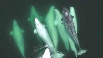 [ID: Ko0LW74L_48] Youtube Automatic