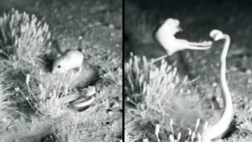 [ID: pjwPW7pAEvY] Youtube Automatic