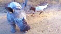 [ID: PytpKAFYPDA] Youtube Automatic