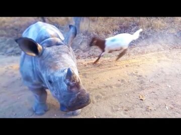 [ID: PytpKAFYPDA] Youtube Automatic