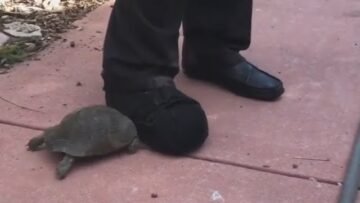 [ID: QQnEVBucXGE] Youtube Automatic