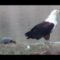Slow Turtle Attacks An Eagle