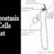 Homeostasis Red Cells Podcast