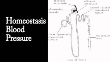 Private: [ID: wUo2z03bTqQ] Youtube Automatic